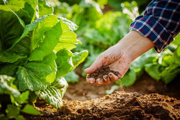 Castor Products for Agriculture & Crop Care