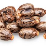 Castor Seed Supplier